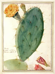 PD.115-1973. f38 (détail) de Cactus avec Fleur Orange, c.1764